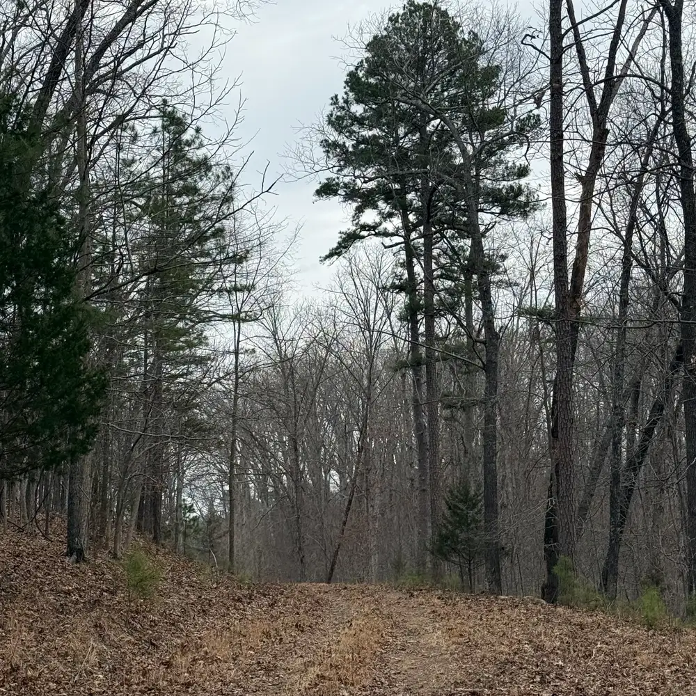 Forest path — a quiet walk into the trees